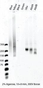 PCR3_gel