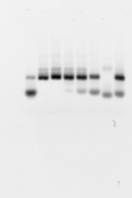 PCR_lib2