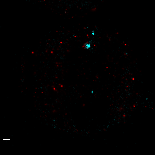 im2_d1_cell