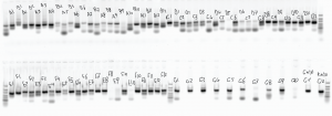 Lib2_SeqPrep_labeled