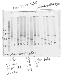 annotated_dsRNA_PAGE
