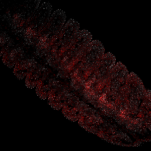 RNA_FISH_with_DNAprobes_overlay